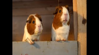 The Keepers of the Pigs (guinea pig documentary coming 2023) OFFICIAL TRAILER