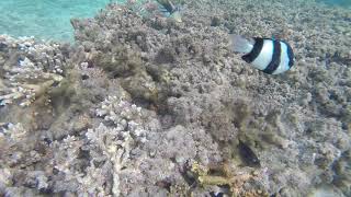 Ile de la Réunion : Snorkeling plage de l'Ermitage les Bains