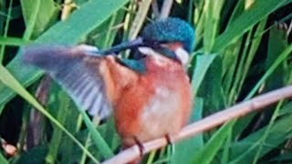 Ein Eisvogel jagt an den Schadebacher Teichen #vogelbeobachtung