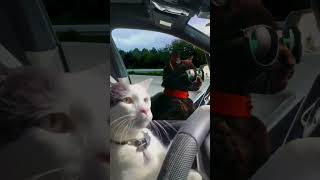 cat driving #driving #car #cat