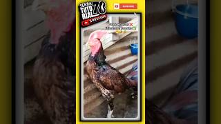 Jengger Ayam  #shorts #shortvideo #shortsviral #ayamhobi #ayamunik #jenggerayam #st78