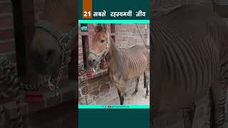 Zorse - सबसे रहस्यमयी जीव 21 #shorts #viral #shortsvideo