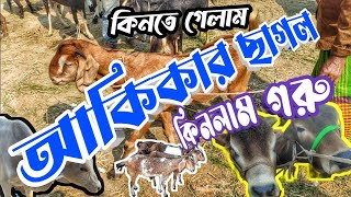 কোরবানি ২০২৪ ব্যাচের প্রথম গরু কিনলাম || হযরতপুর হাটে ছাগলের দাম || Purbasha Agro