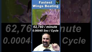 Fastest Wing Beating