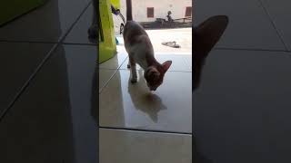 Nah kan😁#viral #shorts #popular #lucu #kucing #kucinglucu