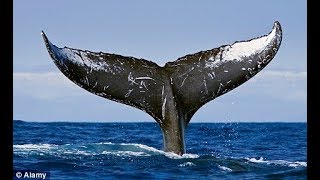 Ryan clearing whale tale Skypark