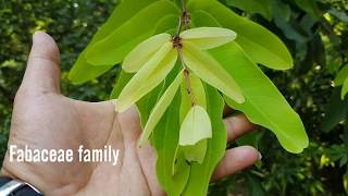 Saraca indica L., Asoka Tree