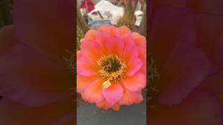 Increíble floración de REBUTIA de Rebutiagood en feria cactus y suculentas CHESTE💚🌵#shots