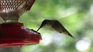 Ruby-throated Hummingbird