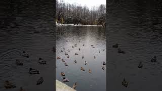 Скоро улетят с этого пруда🦆🦆🦆