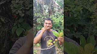 Eating fig fruit! #agricoolture #highlights