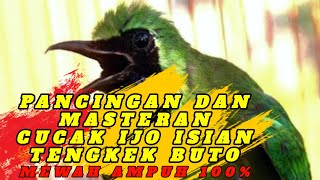 MASTERAN CUCAK IJO DAN PANCINGAN CUCAK IJO AMPUH 100% HYPER GACOR