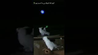 ما بقى شي للموسم إنشاء الله راجعين