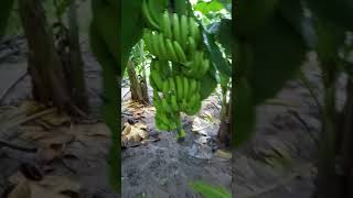 la révolution agricole dans le village de Sotokoye en Casamance.