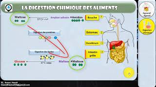 Appareil digestif ( Digestion chimique )