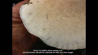 Pleurotus dryinus. Champimaginatis. English Text.