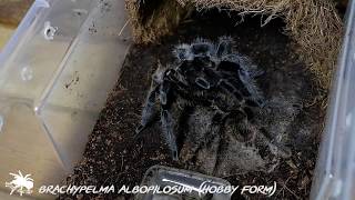 Honduran Curly Hair | Tarantula Breeding (Tliltocatl albopilosum)