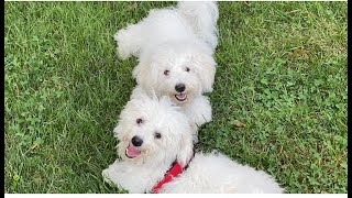 🐻‍❄️🐻‍❄️Bichon Brothers Pudgy & Ollie Wrestling Over A Chewy Stick #bichonfrise #bichonfrisepuppies