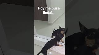 hoy me puse linda!.. #funny #reels  #hazmeviral #viral #cute  #tiktok #kitten  #mascotas #shorts