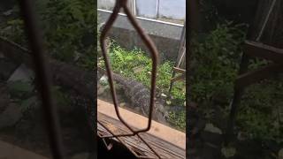 Ngeri ini kayak buaya😱‼️#viral #fypシ #buaya #biawak #kingcobra #fyp #sampit