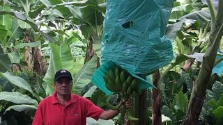 COMO ELEJIR LAS MEJORES YEMAS EN BANANO Y PLATANO.