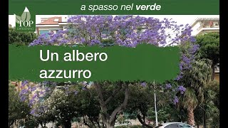 A spasso nel verde | Un albero azzurro