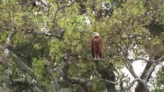 Black-collared Hawk (Busarellus nigricollis)