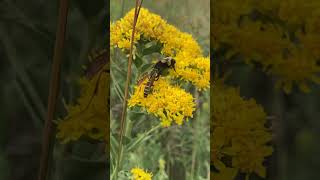 Wasp Bullies Bee (Did it try to slap it?)