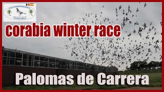 CORABIA WINTER RACE.- Palomas Mensajeras