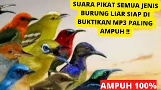 suara pikat semua jenis burung liar siap di buktikan MP3 paling ampuh ‼️