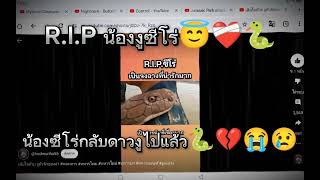 R.I.P​ น้อง​ซีโร่ 😇​🐍❤️‍🩹 {น้อง​ซีโร่กลับดาวงูไปแล้ว​😭😢🐍💔}​ I Love​ You​ Zero🐍🥲🌹