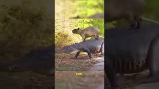 Meet the cute capybara!