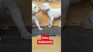 Rajapalayam Dogs male female puppy available location Rajapalayam call me 7639524433