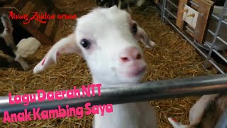 Lagu Anak Kambing Saya | Caca Marica Hey hey | Lagu Anak Indonesia | Lagu Daerah NTT