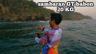 Sambaran ikan gt babon 20 kg angler di buat lemas #strikegt #ikangt #gianttrevally #sambaranikan