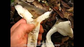 Russula grisea. Champimaginatis. English Text.