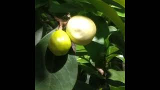 White Cocoplum