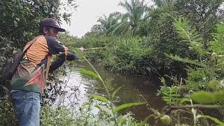 mancing ikan !! tarikan ikan gabus monster bikin ketar katir