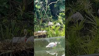 Flamingo si kaki panjang #shorts #shortvideo #animals #shortsfeed