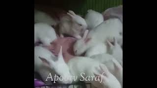 #CuteBunnyvideo #Lotsofcuterabbits #Khargoshkivideo #Rabbitsinahouse #pets #animal #rabbits #shorts