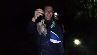 DAPAT PUYUH DI KANDANG BABI HUTAN