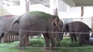 Elephanten in Berliner Zoo