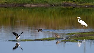 Bildershow_Naturschutzgebiet De Maasduinen, NL