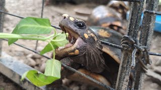 Mini Zoo | Sumiran Eco Camp | Sarawak