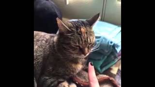 Funny Videos : Funny Animals - Cat Fights - Funny Cat Vines - 猫の動画 - 貓視頻 - Part 2