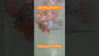 lowest price SRD flowerhorn for sale