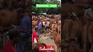 Rameee Jaya #sapi #shorts #pemburusapiimpian