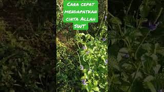 cara cepat mendapatkan cinta Allah SWT # uah#virslshorts #fypシ゚viral