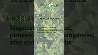 Purslane - Portulaca oleracea