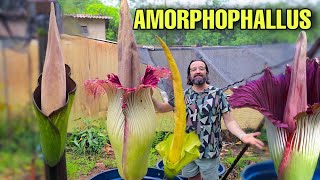 Conheça a MAIOR FLOR DO MUNDO que tem cheiro de CARNE PODRE! Amorphophallus titanum - plantas